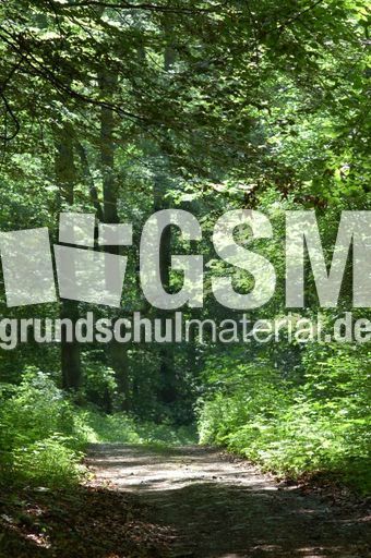 Waldweg 1.jpg